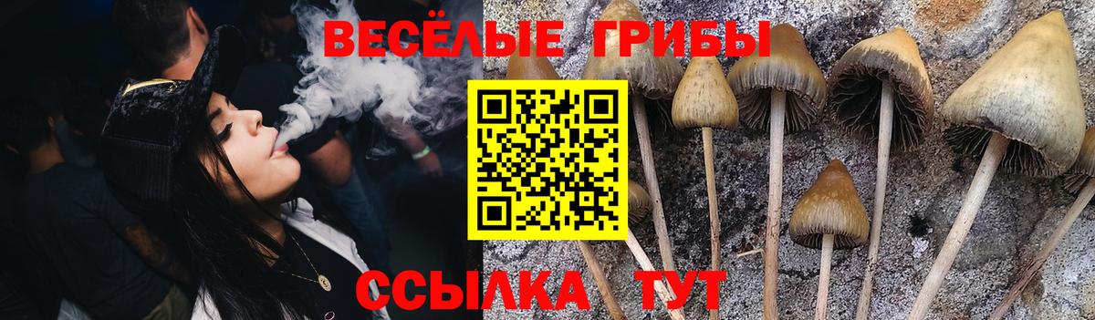 Заволжье  Галлюциногенные грибы MAGIC MUSHROOMS  Вход с VPN  Псилоцибиновые грибы Psilocybine cubensis 